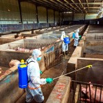 Focar de pestă porcină, într-o fermă din Buzău. Peste 8000 de porci, eutanasiați