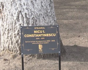 stejar 1