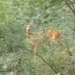 Oaspeți permanenți. Căprioarele se simt în siguranță în Crâng