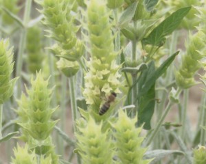 planta 1