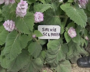 salvie 3
