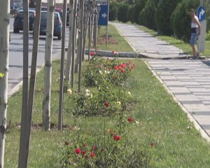 flori 5