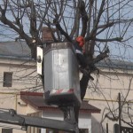 Toaletări programate. Sunt înlăturate crengile care obturează semafoarele
