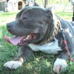 Canisă American Bully, înființată de un buzoian. Pasiune transformată în afacere