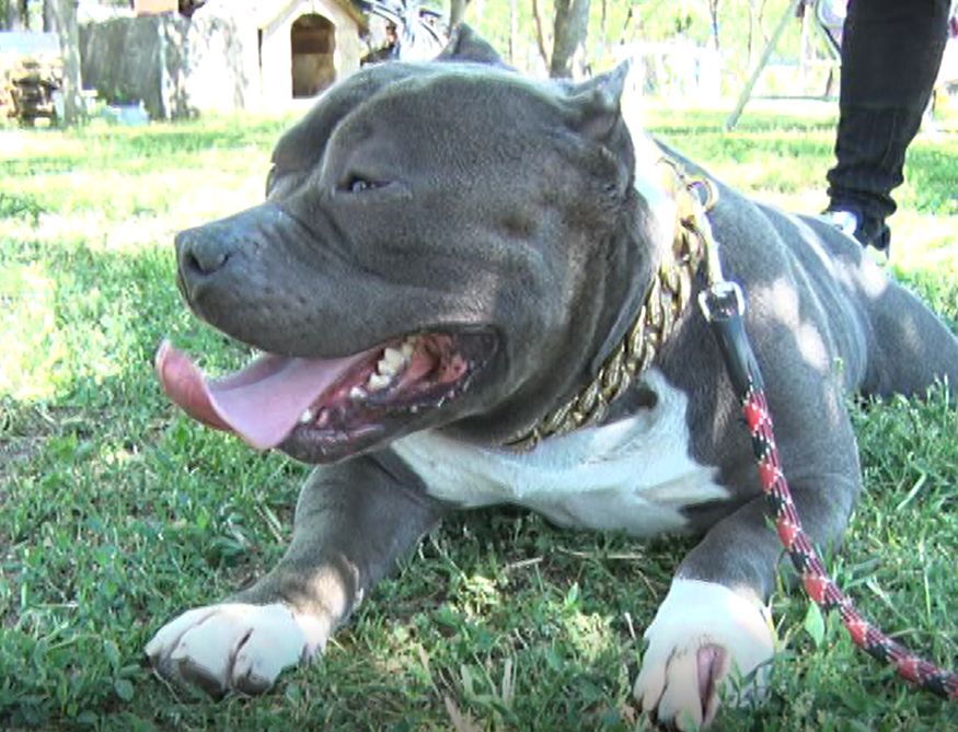 Canisă American Bully, înființată de un buzoian. Pasiune transformată în afacere