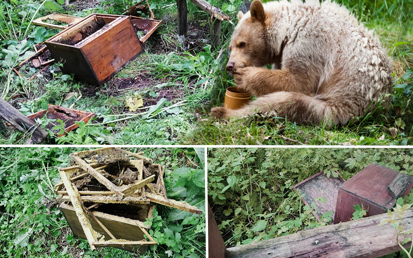 Stupi distruși de urs. A atacat de două ori la Cozieni.