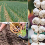 Fermierii, interesați de cultivarea usturoiului. Buzăul, pe locul I în țară