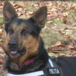 (FOTO) Câinele polițist Rik l-a găsit pe tâlharul fugar! Iată cum s-a întâmplat!