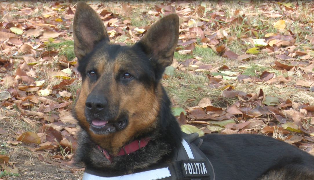 (FOTO) Câinele polițist Rik l-a găsit pe tâlharul fugar! Iată cum s-a întâmplat!