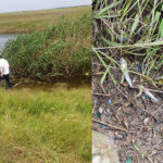 Pești morți în Călmățui. Garda de Mediu a demarat o anchetă