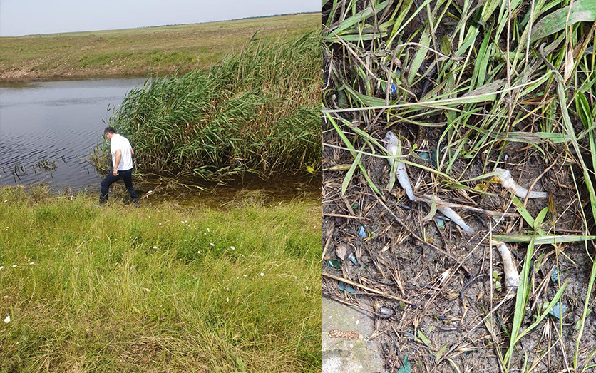 Pești morți în Călmățui. Garda de Mediu a demarat o anchetă