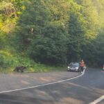 Urs la drumul mare la Harțagu. Comportament iresponsabil al șoferilor