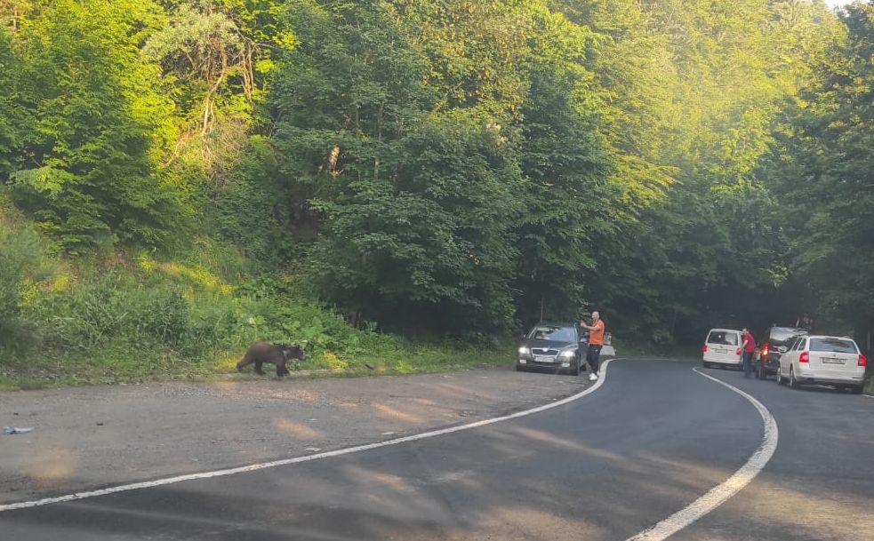 Urs la drumul mare la Harțagu. Comportament iresponsabil al șoferilor