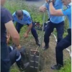 Misiune inedită a pompierilor și jandarmilor. Au scos un bursuc dintr-un puț
