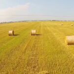 Veşti bune din agricultură. Sunt previzionate recolte bogate