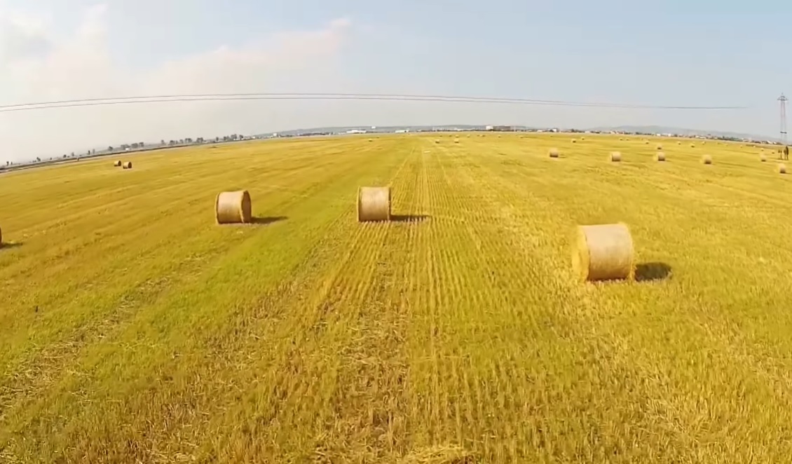 Veşti bune din agricultură. Sunt previzionate recolte bogate