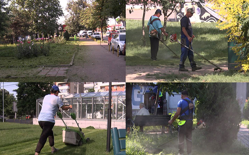 Crescute ca din apă. Cosașii au pornit ofensiva împotriva ierburilor.