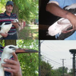 Barză salvată dintr-o haită de câini. Un localnic a găsit-o rănită pe un câmp