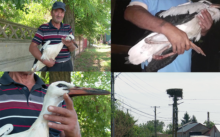 Barză salvată dintr-o haită de câini. Un localnic a găsit-o rănită pe un câmp