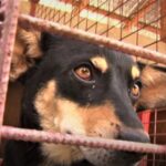 (VIDEO) Târgul de adopții, organizat în fiecare weekend. Ce s-a întâmplat la prima ediție
