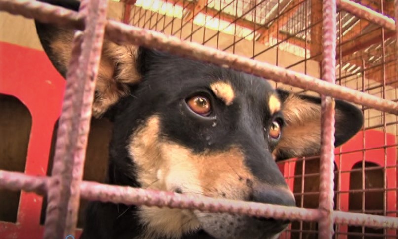 (VIDEO) Târgul de adopții, organizat în fiecare weekend. Ce s-a întâmplat la prima ediție