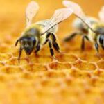 Apicultura în primejdie. Încă un an prost pentru producătorii de miere