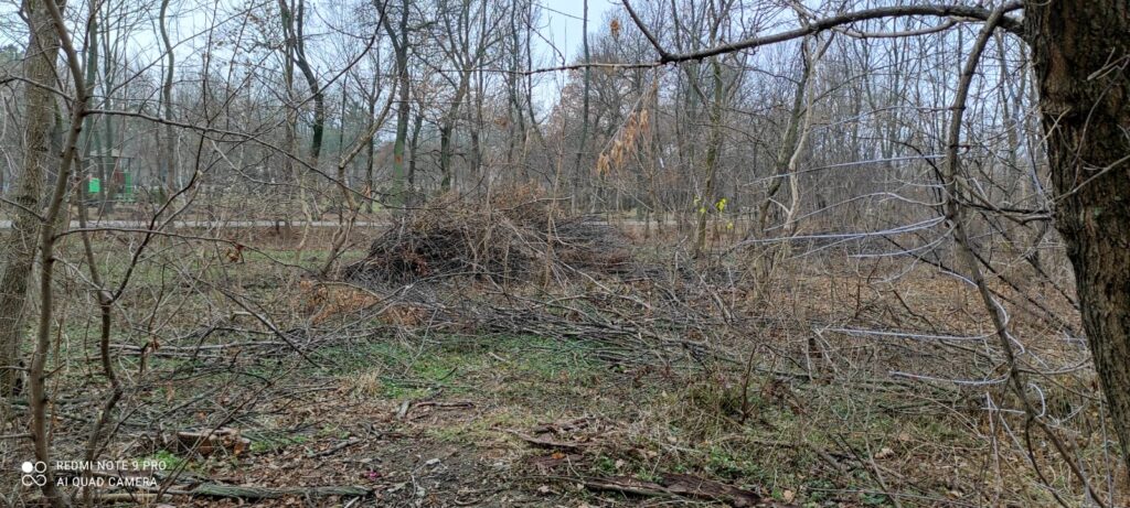 Retrocedare urgentă. Primăria va demara plantări masive în Crâng