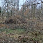 Retrocedare urgentă. Primăria va demara plantări masive în Crâng