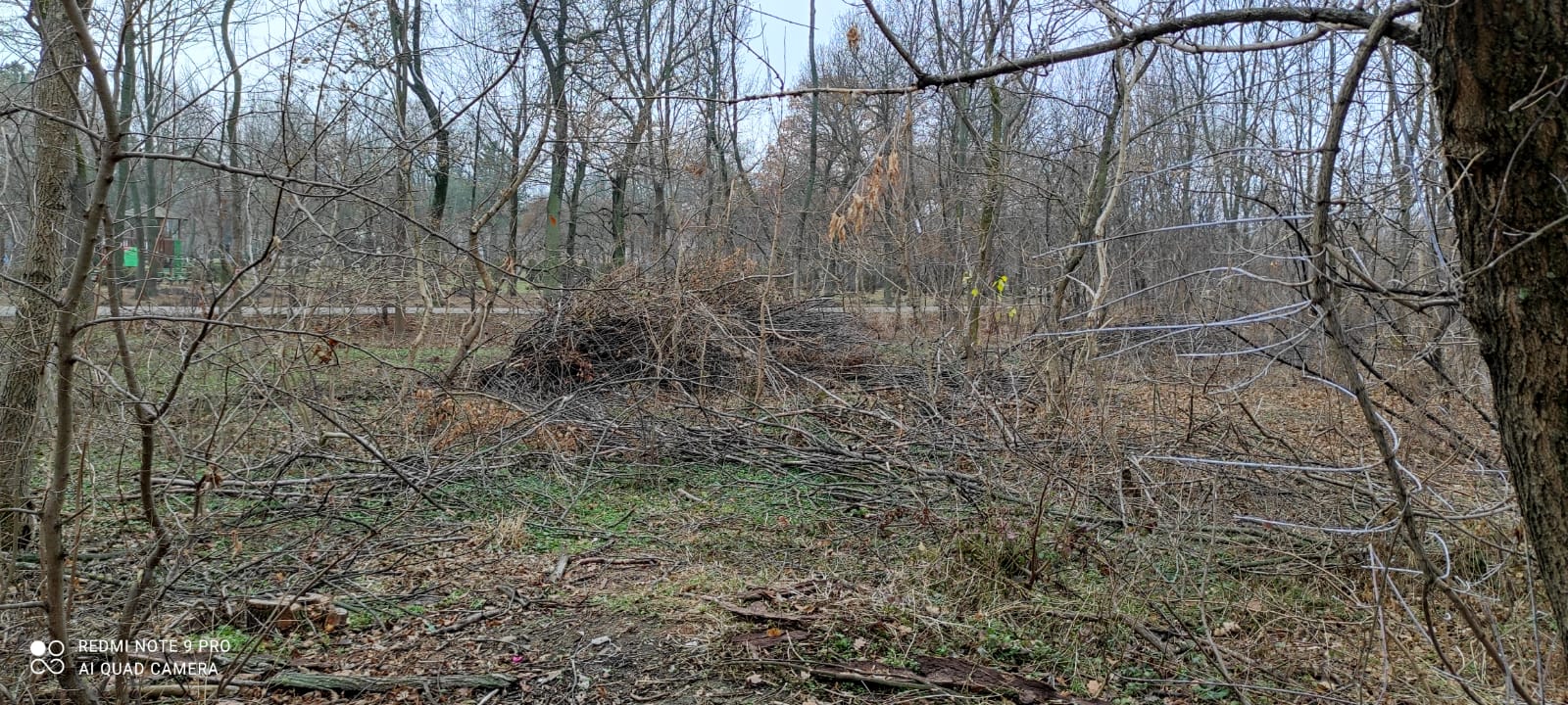 Retrocedare urgentă. Primăria va demara plantări masive în Crâng