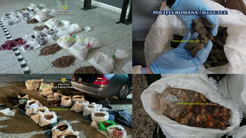 Trafic cu ambră. Sute de kilograme de chihlimbar vor fi scoase la licitație
