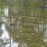 Când vom avea un heleșteu mai curat? Edilii promit că vor curăța vegetația lacului din Crâng