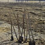 Peste 140.000 de puieți plantați în cadrul proiectului PSD „Pentru o Românie verde”