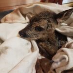 (VIDEO) Au salvat puiul din căprioara sfâșiată de câini