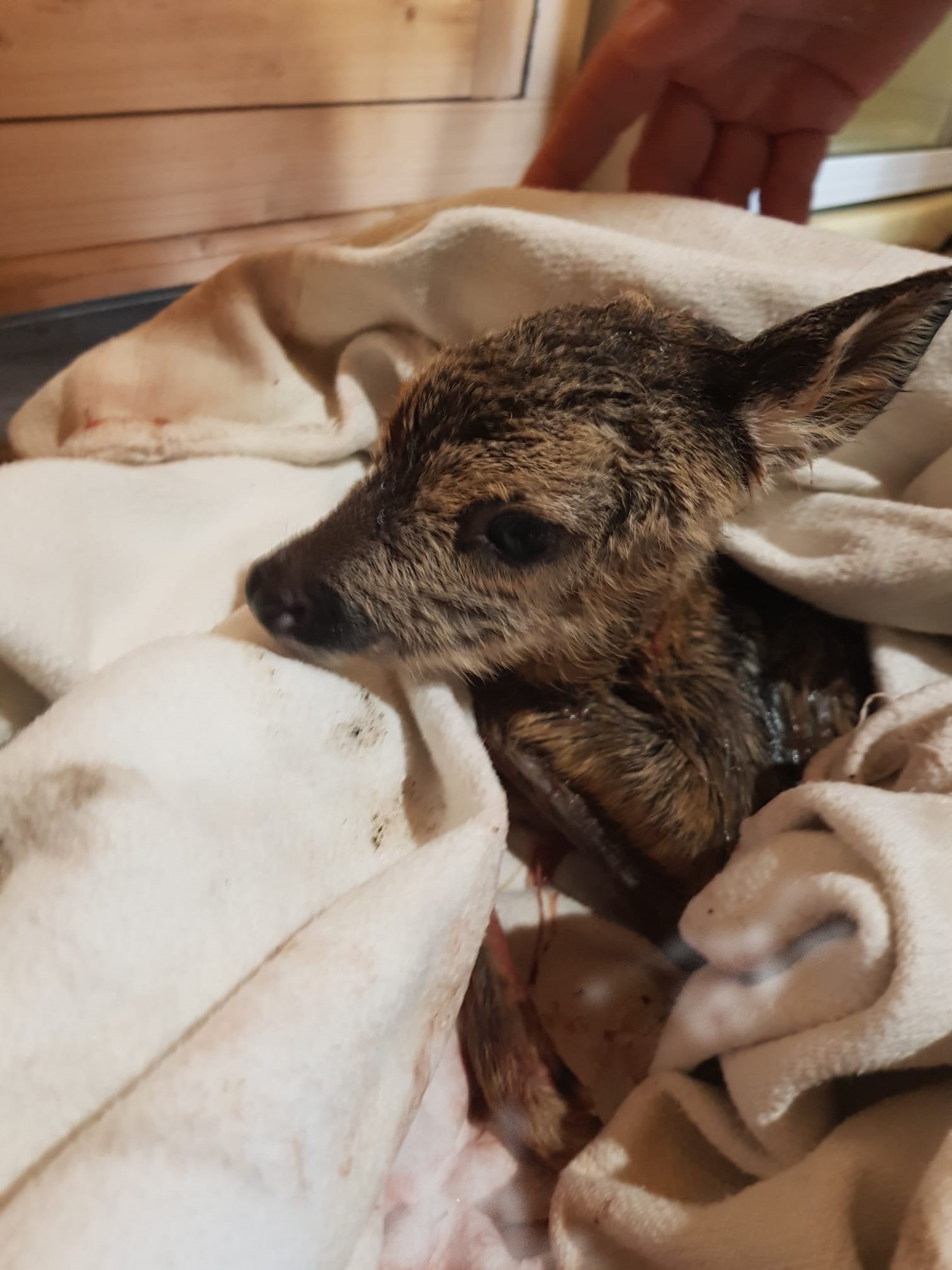 (VIDEO) Au salvat puiul din căprioara sfâșiată de câini