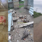 Zona de munte, sub teroarea urșilor. Localnicii se văd neputincioși