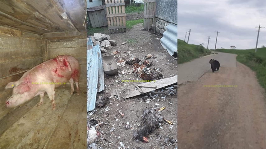 Zona de munte, sub teroarea urșilor. Localnicii se văd neputincioși