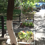 Noi vrem pământ. Acolo unde au fost scoase gardurile vii, se pun flori