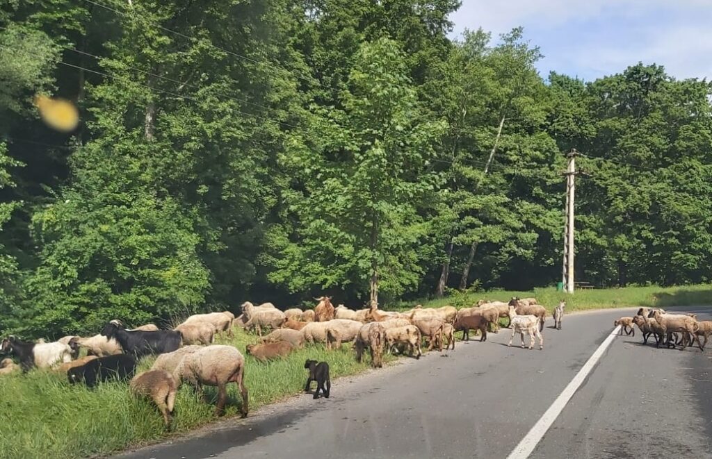 Weekenduri la Măgura. Surprize pregătite de Muzeul Județean