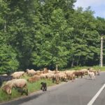Weekenduri la Măgura. Surprize pregătite de Muzeul Județean