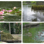 Reabilitarea lacului Heleșteu. Soluții pentru curățarea luciului de apă