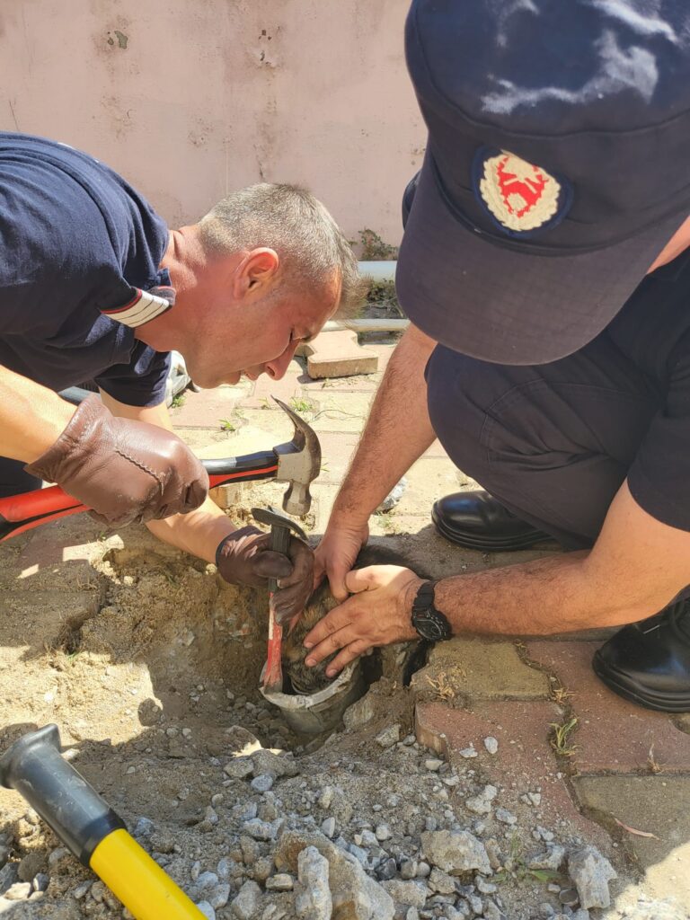 Pisică salvată de pompierii buzoieni. Felina a rămas blocata într-o scurgere
