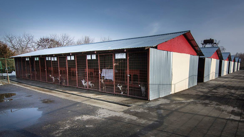 Soluție de urgență. Cine se ocupă de câinii comunitari