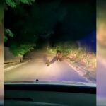 (VIDEO) Urșii, prezență frecventă în sate