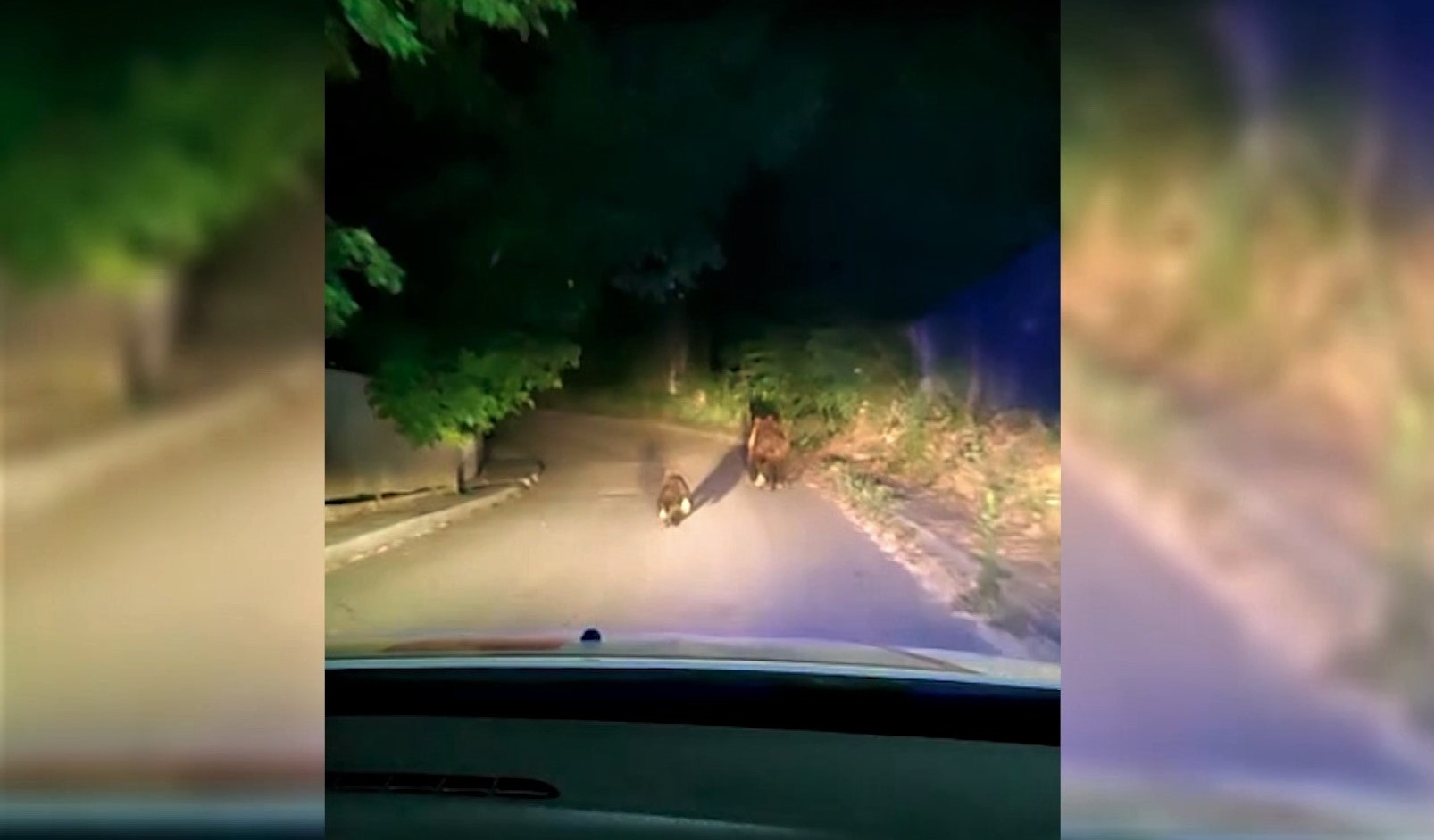 (VIDEO) Urșii, prezență frecventă în sate