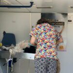 Campanie de sterilizare, la Vernești. Peste 50 de câini au fost aduși de stăpâni