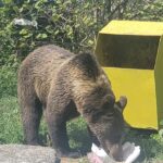 ”Ursul nu așteaptă să vină comisia!” Reacția prefectului, după încă un bărbat atacat de urs
