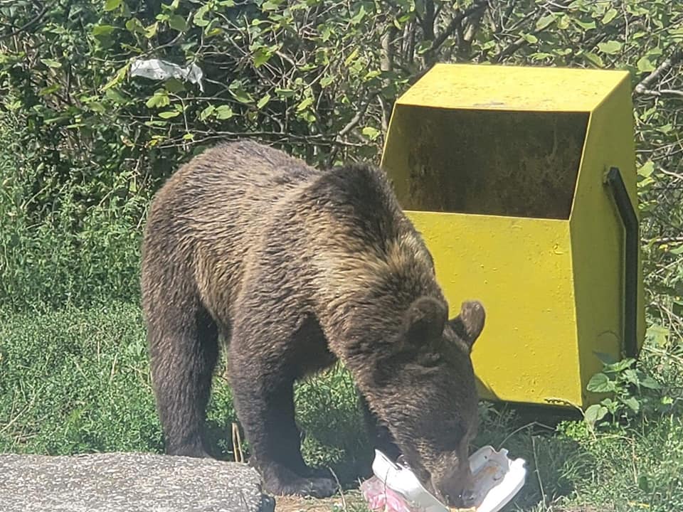 (VIDEO) Ziua și ursul, pe Valea Buzăului