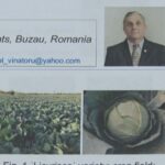 Varza de Buzău ajunge în Franța. “Licurișca”, prezentată la Congresul Mondial al Horticultorilor