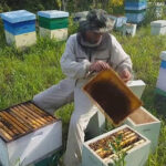 Miere fără preț. Apicultorii au stocat mierea de salcâm