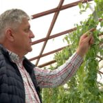 Cartoful chinezesc, aclimatizat la Buzău. Toată planta este comestibilă